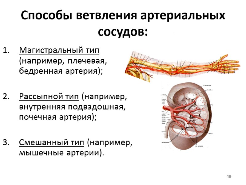 Способы ветвления артериальных сосудов: Магистральный тип (например, плечевая, бедренная артерия);  Рассыпной тип (например,